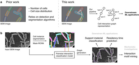 Deep learning-based high-information-content graph representation of early stage bacterial biofilms | npj | RMH | Scoop.it