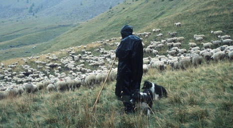 Le pastoralisme français à l'horizon 2035 - Analyse n°159 - Ministère de l'Agriculture et de l'Alimentation | Biodiversité | Scoop.it