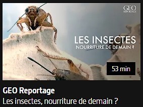 Véronique Chemla : Les enjeux de l'alimentation à base d'insectes | Insect Archive | Scoop.it