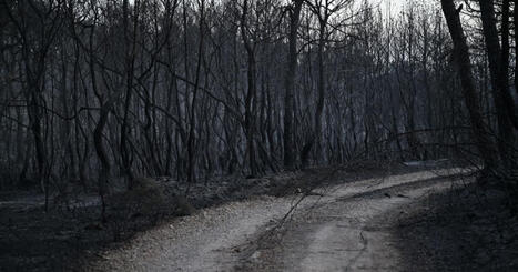 En direct Environnement. Incendies : 2026 est d&eacute;j&agrave; la pire ann&eacute;e en termes de surfaces br&ucirc;l&eacute;es par les feux de for&ecirc;t en France | Plan&egrave;te DDurable | Scoop.it