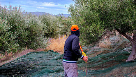 New Study Ranks Areas in GREECE Most Suitable for Olive Cultivation | CIHEAM Press Review | Scoop.it