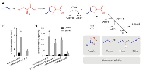 Original Paper in PNAS &bull; Goulet Lab 2022&nbsp;&bull; A flavin-dependent monooxygenase produces nitrogenous tomato aroma volatiles using cysteine as a nitrogen source | Originals | Scoop.it