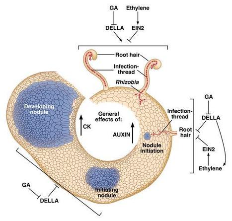 Reflections from the Janus face of gibberellin in legume nodulation | Journal of Experimental Botany | Oxford Academic | RMH | Scoop.it