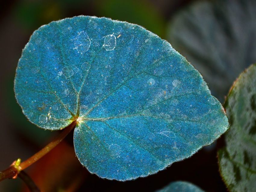 Самые самые в мире листьев. Бегония Pavonina. Бегония Pavonina Purple Leaf. Необычные листья. Необычные листья растений.