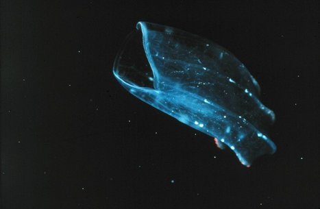 Evolution Takes a Detour in Comb Jellies | Daily Magazine | Scoop.it