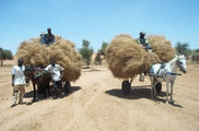 La BAD et la FAO au chevet des sinistrés du monde rural | Questions de développement ... | Scoop.it