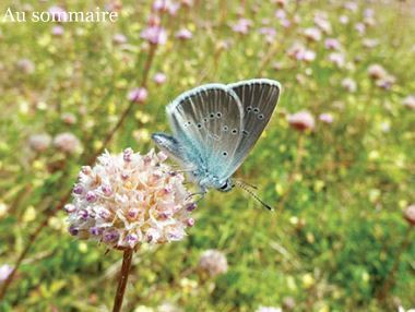 Le numéro 12 d'Espèces revue d'histoire naturelle vient de paraître | Variétés entomologiques | Scoop.it