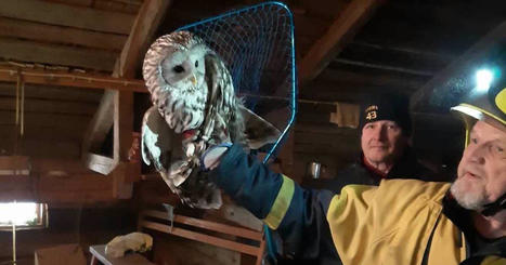 Pelastuslaitos auttoi kaksi viirup&ouml;ll&ouml;&auml; kiipelist&auml; Hartolassa | P&auml;ij&auml;t-H&auml;me | Yle | 1Uutiset - Lukemisen t&auml;hden | Scoop.it