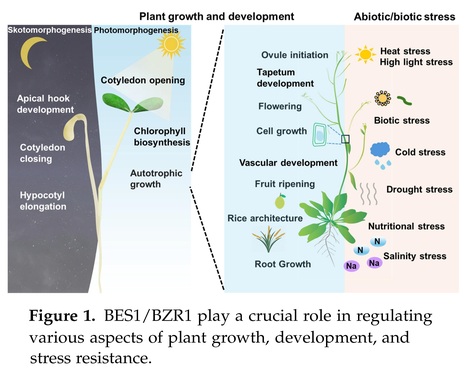 Interaction of the Transcription Factors BES1/BZR1 in Plant Growth and Stress Response - Review | Plant hormones (Literature sources on phytohormones and plant signalling) | Scoop.it