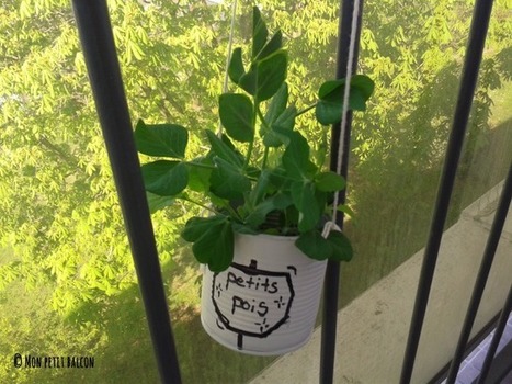 Mon Petit Balcon : un blog plein d'&eacute;co-astuces pour le potager | Nature en ville | Scoop.it