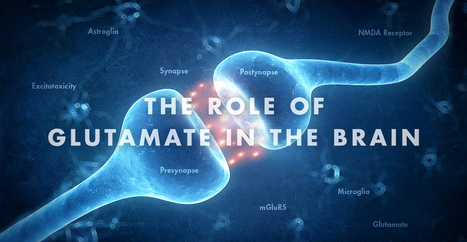 Functional Neurology: The Role of Glutamate in the Brain | El Paso, TX Chiropractor | Call: 915-850-0900 | Neuropathy "The Painful Enigma" | Scoop.it