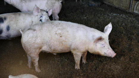 Les abattages de porcs reculent en mars | Actualité Bétail | Scoop.it