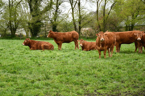 Interprofession et Région défendent le modèle bovin breton | SCIENCES DE L' ANIMAL | Scoop.it
