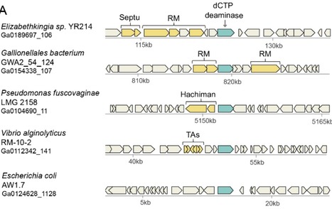 Antiviral defense via nucleotide depletion in bacteria | Brvm | RMH | Scoop.it