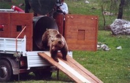 Un ours brun tué en Italie et un loup abattu en Allemagne | FERUS | Loup | Scoop.it