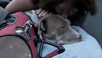 video | 'London' the pit bull gets Ducati-inspired custom wheelchair | king5.com | Ductalk: What's Up In The World Of Ducati | Scoop.it