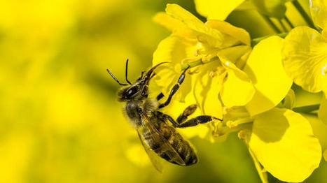 Les pollinisateurs &agrave; l&rsquo;&eacute;preuve des agrocarburants | EntomoNews | Scoop.it