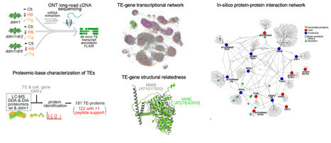 Transposons at the heart of cellular networks (IPS2/SPS) | Plant Sciences | Scoop.it