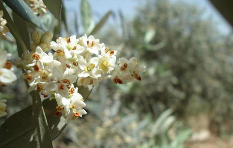 L’abbondanza della fioritura dell’olivo non implica una maggiore allegagione: il potenziale di produzione | OLIVE NEWS | Scoop.it