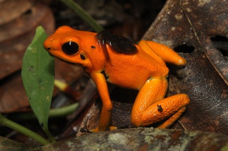 Just touching the golden poison frog can kill you | RAINFOREST EXPLORER | Scoop.it