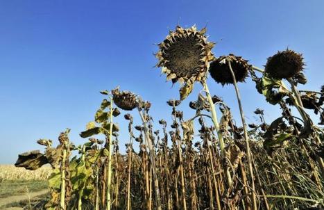 Balkans: une sécheresse sans précédent frappe gravement l'agriculture | Questions de développement ... | Scoop.it