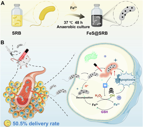 Living therapeutics of nonpathogenic bacteria as biosynthesis factory and active carriers for enhancing tumor-targeted therapy | Ncm | RMH | Scoop.it