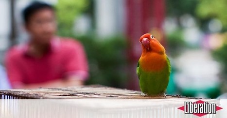 Pandémies : tous les coups sont dans la nature | COVID-19 : Le Jour d'après et la biodiversité | Scoop.it