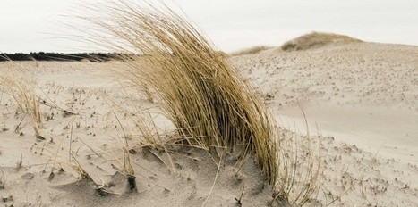 L'oyat, l'accroche-dune | Zones humides - Ramsar - Océans | Scoop.it