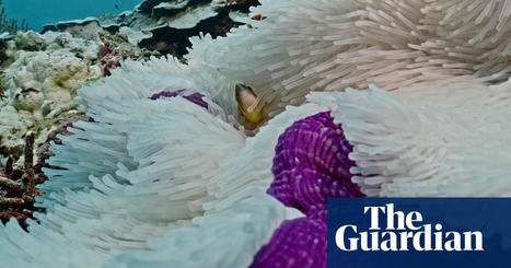 Great Barrier Reef suffering ‘most severe’ coral bleaching on record as footage shows damage 18 metres down | Climate crisis | The Guardian | Coastal Restoration | Scoop.it