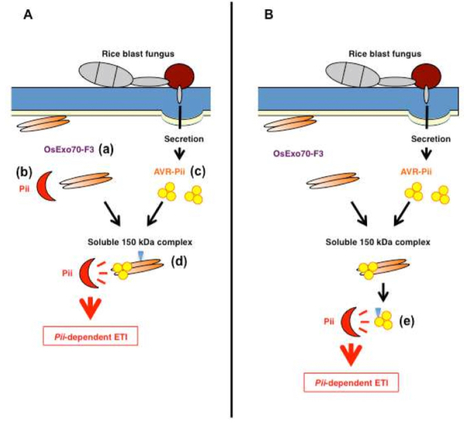 Plant J: Rice Exo70 interacts with a fungal effector, AVR-Pii and is required for AVR-Pii-triggered immunity (2015) | Publications from The Sainsbury Laboratory | Scoop.it