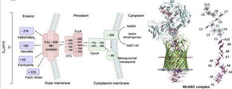 Conductive proteins-based extracellular electron transfer of electroactive microorganisms | RMH | Scoop.it