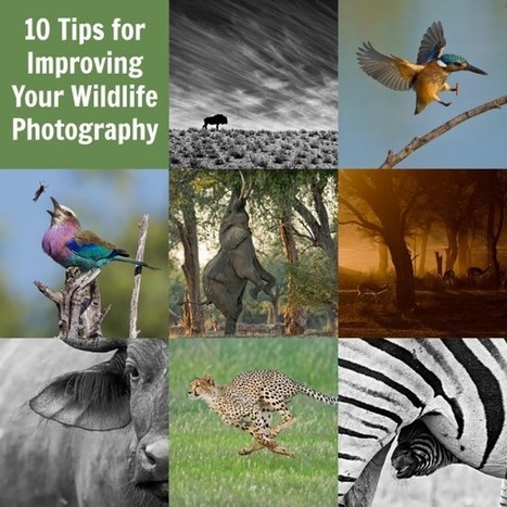 10 Tips for Improving Your Wildlife Photography - Digital Photography School | Mobile Photography | Scoop.it
