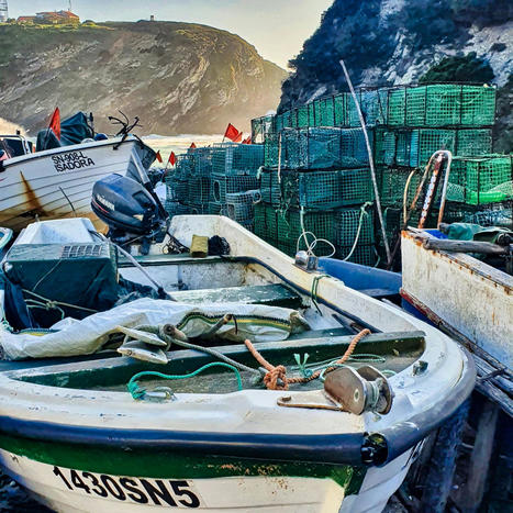PORTUGAL: Illegal FISHING in the Algarve | CIHEAM Press Review | Scoop.it