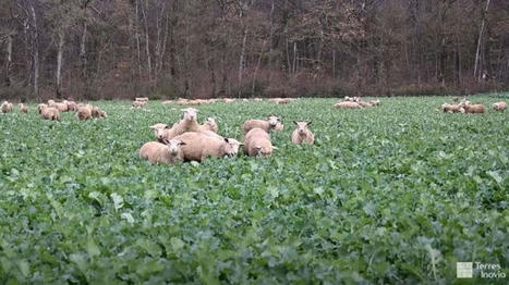 Essai Terres Inovia sur le pâturage du colza par les moutons | Actualités de l'élevage | Scoop.it