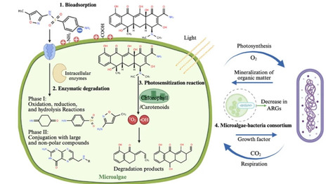 Microalgae-based removal and biodegradation of antibiotics: mechanisms, synergistic consortia, and engineering prospects | RMH | Scoop.it