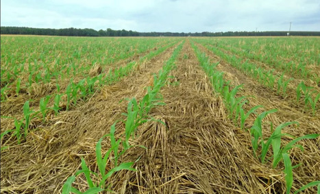 How To Minimize Cover Crop Risks – | tdollar | Scoop.it