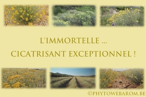 L'IMMORTELLE ... CICATRISANT EXCEPTIONNEL ! - Mon aromathérapie | La Sagesse de la Nature | Scoop.it