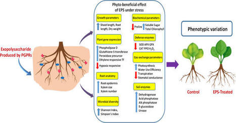The biostimulant role of microbial exopolysaccharides: mechanisms and agricultural applications | Plant-Microbe Symbiosis | Scoop.it