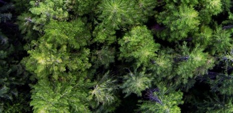 Seeing the Forest - Commons Transition | Peer2Politics | Scoop.it