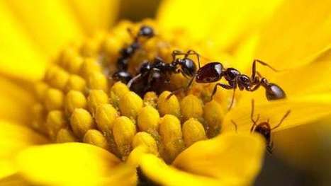 How ants could inspire a new generation of antibiotics | Longevity science | Scoop.it