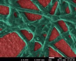 Towards artificial photosynthesis for solar hydrogen generation: Algal protein gives boost to electrochemical water splitting | Science News | Scoop.it