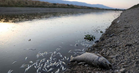 MIDDLE EAST - FARMS, FISHERIES stagnate along Syria's polluted Orontes River | CIHEAM Press Review | Scoop.it