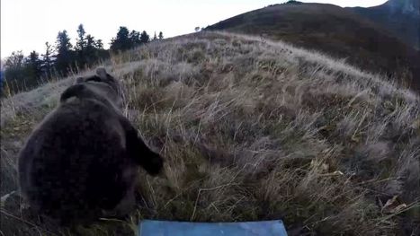 Pas de nouvelle réintroduction d'ours dans les Pyrénées annonce le gouvernement | Vallées d'Aure & Louron - Pyrénées | Scoop.it