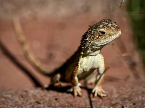L'Australie tente de sauver ses derniers "dragons sans oreilles" | Biodiversité - @ZEHUB on Twitter | Scoop.it