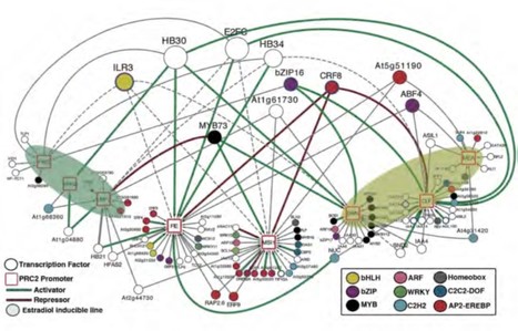 Transcriptional Regulation of Arabidopsis Polycomb Repressive Complex 2 Coordinates Cell Type Proliferation and Differentiation | The Plant Cell | Scoop.it