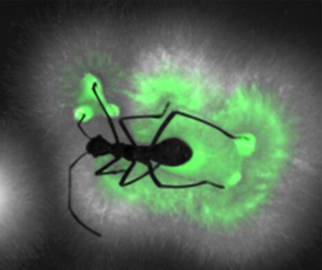 A wolf in sheep&rsquo;s clothing | I2BC Paris-Saclay | Scoop.it