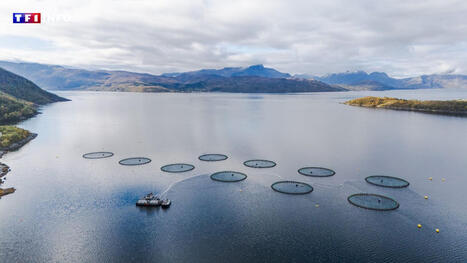 Du saumon malade sur nos étals ? Le scandale sanitaire qui ébranle la Norvège | Essentiels et SuperFlus | Scoop.it