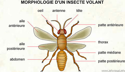 2 - Un TP, un article: La Croisière ça Mue | EntomoScience | Scoop.it
