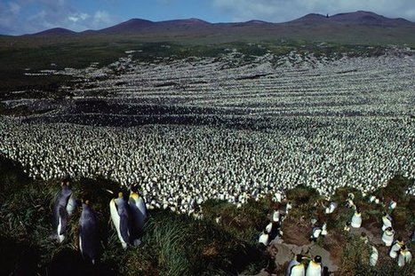Islands Helped Penguins Evolve. Then Hungry Humans Showed Up... | Amazing Science | Scoop.it