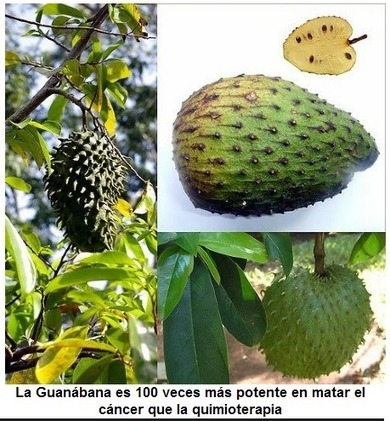 La Guanábana es 100 veces más potente en matar el cáncer que la quimioterapia | PIENSA en VERDE | Scoop.it